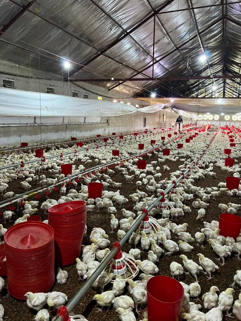 Veterinary Farm Audits